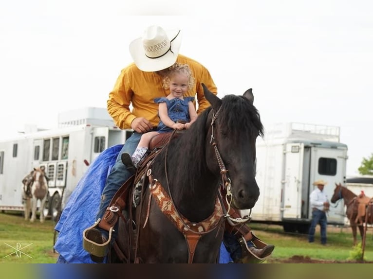 Draft Horse Blandning Valack 5 år Svart in Joliet, MT