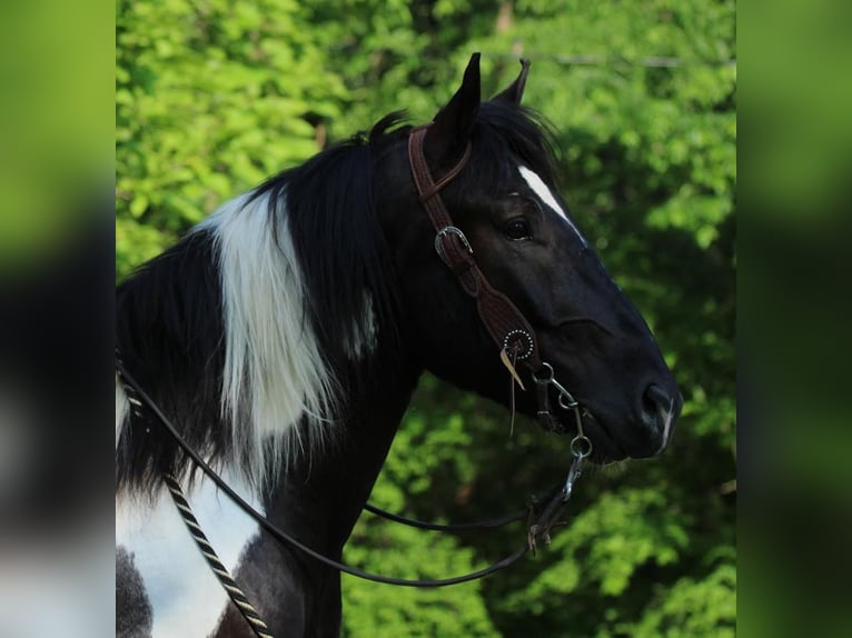 Draft Horse Blandning Valack 5 år in Coal City, IN