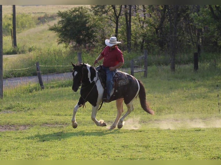 Draft Horse Blandning Valack 5 år in Coal City, IN