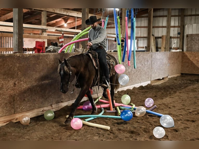 Draft Horse Blandning Valack 5 år in Dalton, OH