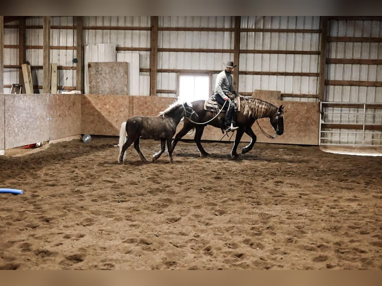 Draft Horse Blandning Valack 5 år in Dalton, OH