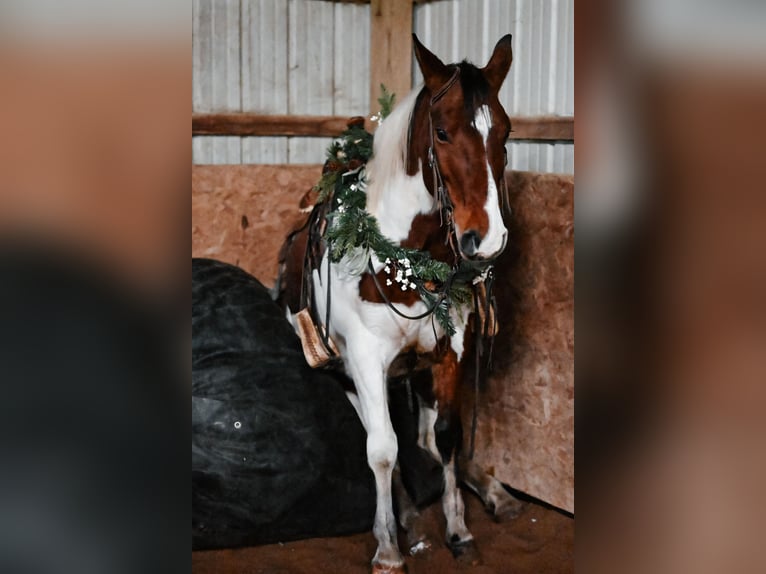 Draft Horse Blandning Valack 6 år 150 cm Pinto in Dalton