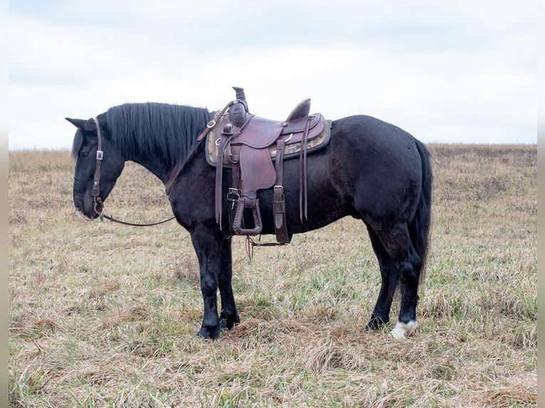Draft Horse Blandning Valack 6 år 150 cm Svart in Apple Creek