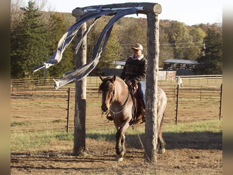 Draft Horse Blandning Valack 6 år 152 cm Brunskimmel in Buffalo