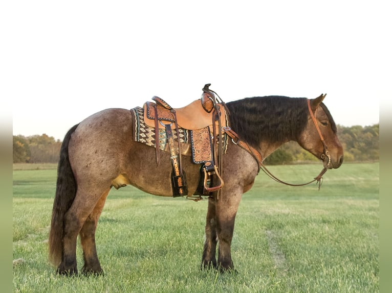 Draft Horse Blandning Valack 6 år 152 cm Brunskimmel in Buffalo