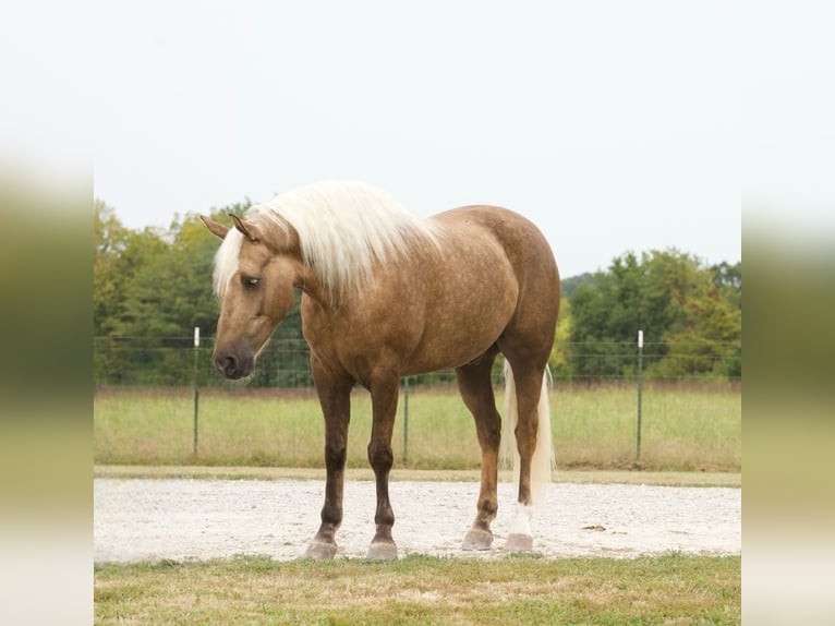 Draft Horse Valack 6 år 152 cm Palomino in Sweet Springs MO