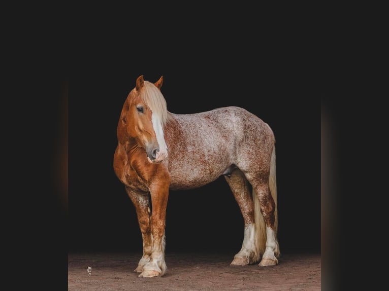 Draft Horse Valack 6 år 157 cm Fux in Dallas PA