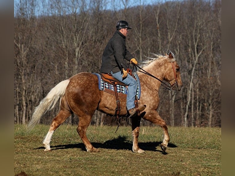 Draft Horse Valack 6 år 157 cm Palomino in Level Green Ky