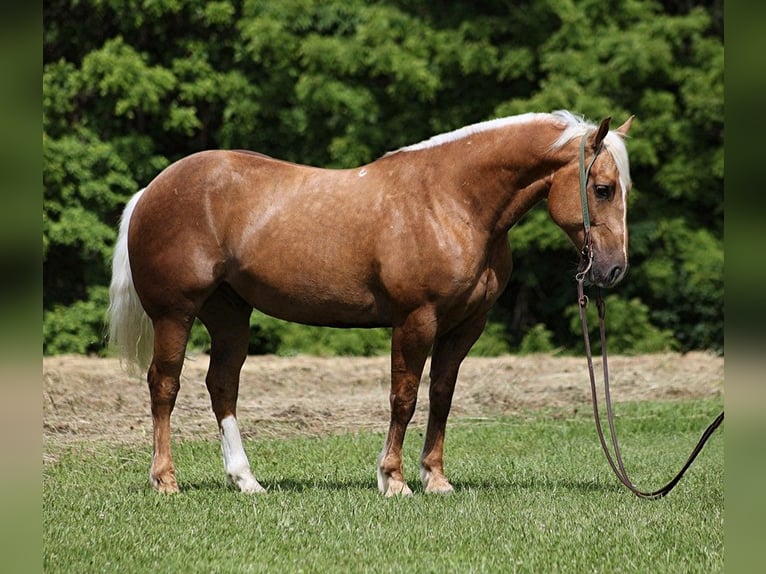 Draft Horse Valack 6 år 157 cm Palomino in Level Green KY