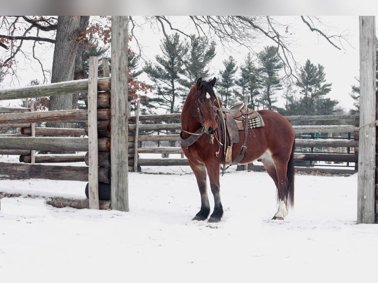 Draft Horse Valack 6 år 160 cm Brun in North Judson IN