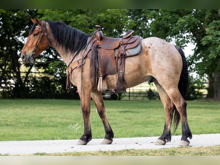 Draft Horse Blandning Valack 6 år 160 cm Brunskimmel in Stewartville, MN