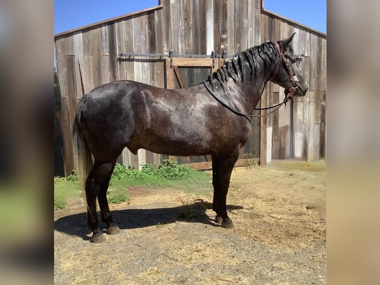 Draft Horse Blandning Valack 6 år 160 cm in Waterford, CA
