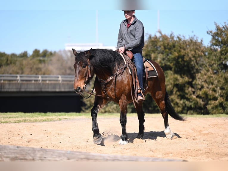 Draft Horse Blandning Valack 6 år 163 cm Brun in Waco