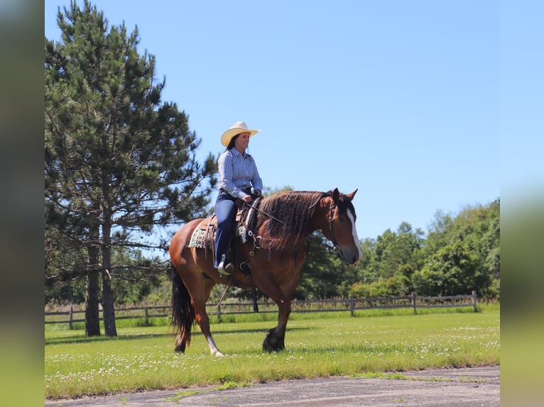 Draft Horse Blandning Valack 6 år 163 cm Brun in Fergus Falls