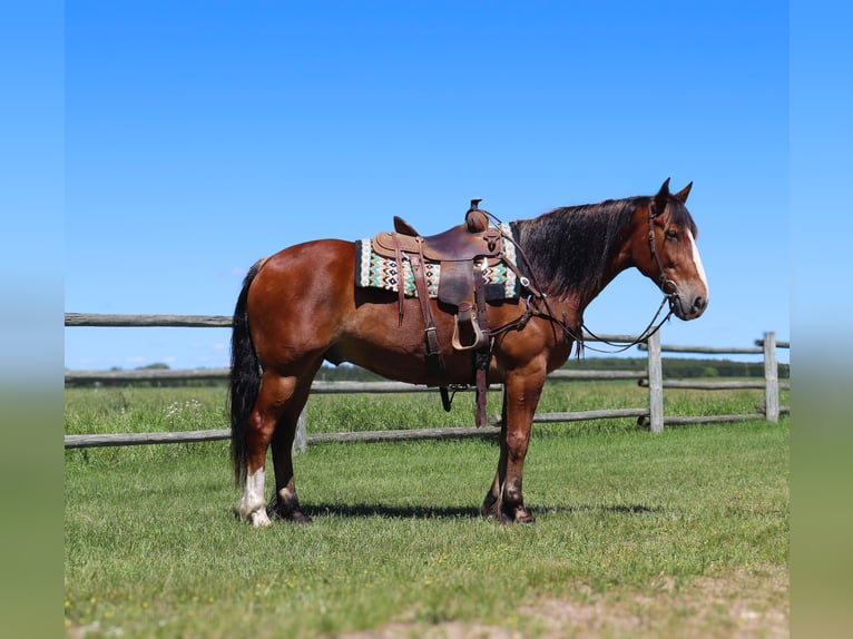 Draft Horse Blandning Valack 6 år 163 cm Brun in Fergus Falls