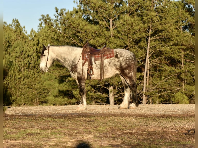 Draft Horse Blandning Valack 6 år 163 cm Grå in Sweet Springs