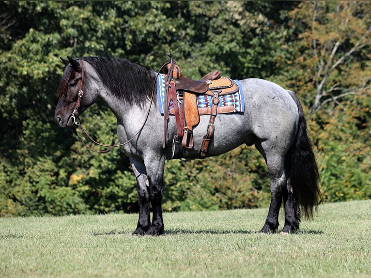 Draft Horse Valack 6 år 163 cm Konstantskimmel in Mount Vernon