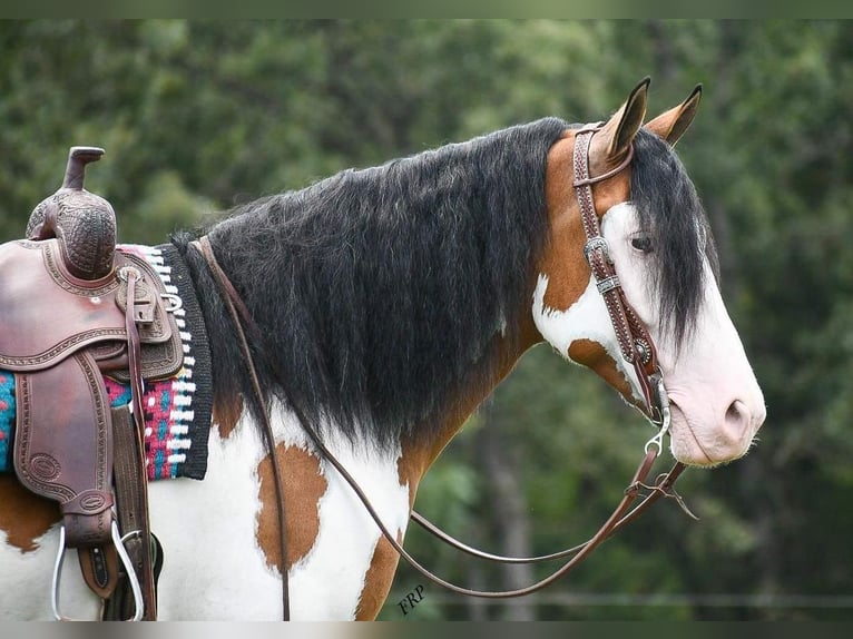 Draft Horse Blandning Valack 6 år 163 cm in Buffalo, MO