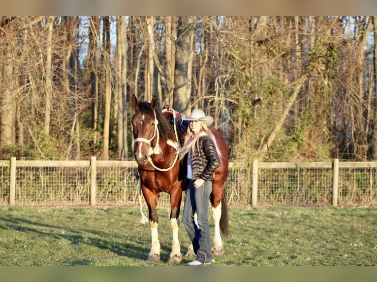Draft Horse Blandning Valack 6 år 163 cm in Tabernacle, NJ