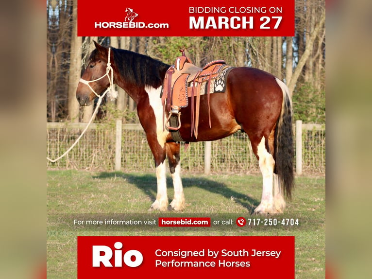 Draft Horse Blandning Valack 6 år 163 cm in Tabernacle, NJ