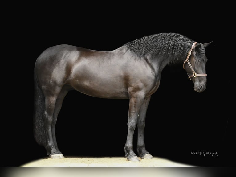 Draft Horse Valack 6 år 163 cm Svart in INDEPENDENCE, IA