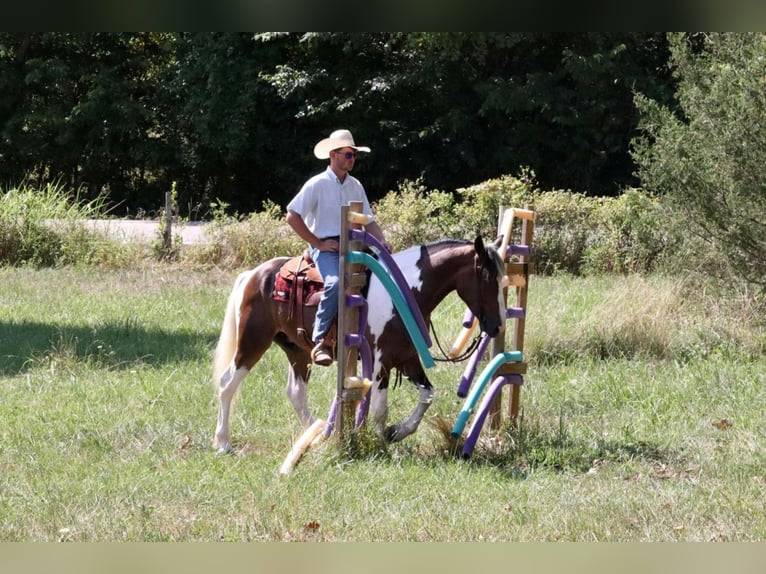 Draft Horse Blandning Valack 6 år 163 cm in Mt Vernon, MO