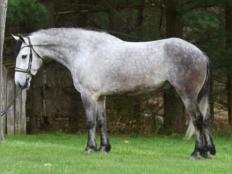 Draft Horse Blandning Valack 6 år 165 cm Grå in Strasburg, OH