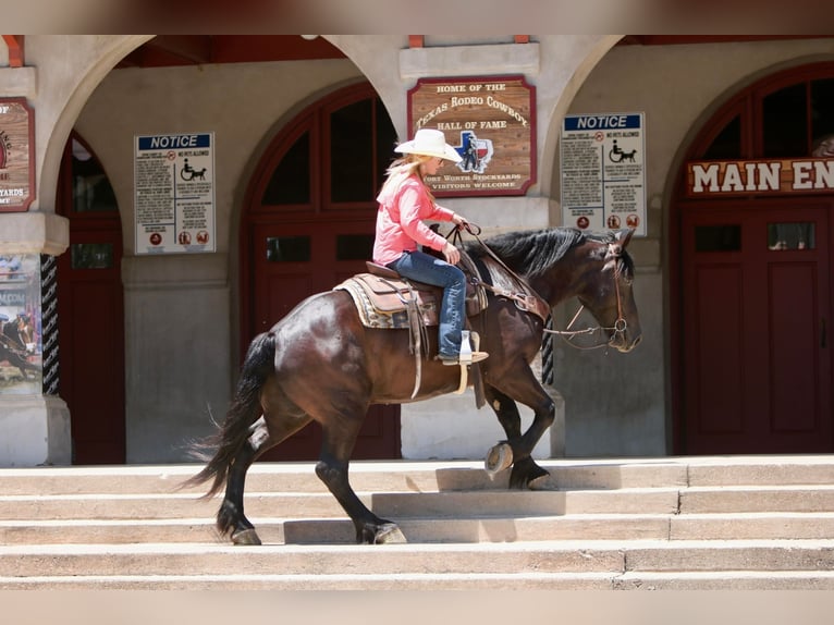 Draft Horse Valack 6 år 165 cm Svart in Joshua TX