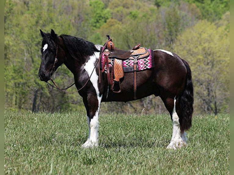 Draft Horse Valack 6 år 165 cm Tobiano-skäck-alla-färger in Somerset KY