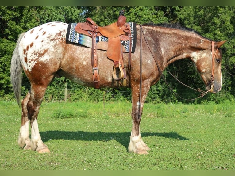 Draft Horse Blandning Valack 6 år 168 cm in Hastings