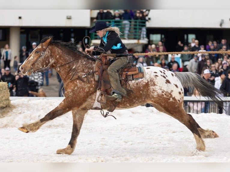 Draft Horse Blandning Valack 6 år 168 cm in Hastings