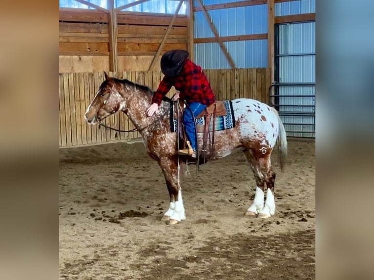 Draft Horse Blandning Valack 6 år 168 cm in Hastings