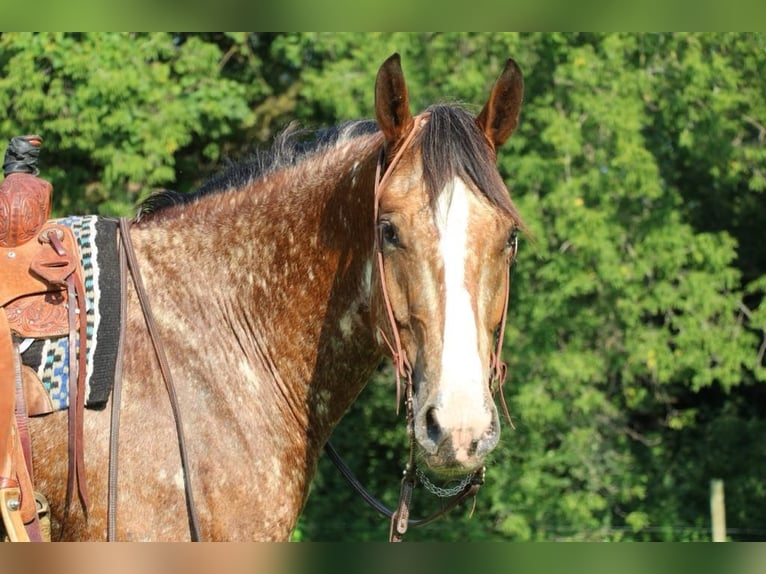 Draft Horse Blandning Valack 6 år 168 cm in Hastings