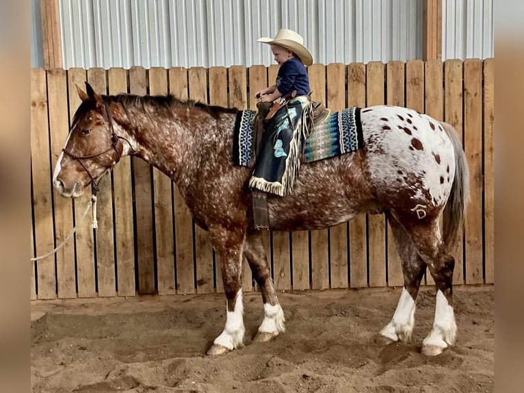 Draft Horse Blandning Valack 6 år 168 cm in Hastings