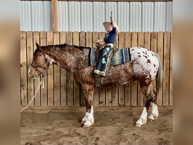 Draft Horse Blandning Valack 6 år 168 cm in Hastings