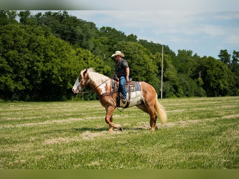 Draft Horse Valack 6 år 173 cm Pinto in Middletown, OH