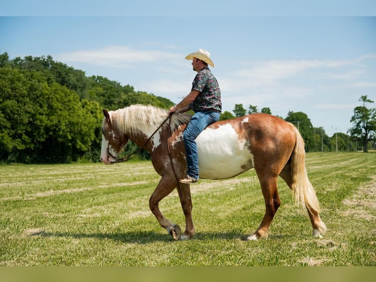 Draft Horse Valack 6 år 173 cm Pinto in Middletown, OH