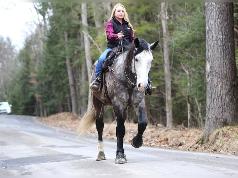 Draft Horse Blandning Valack 6 år Grå in Clarion, PA
