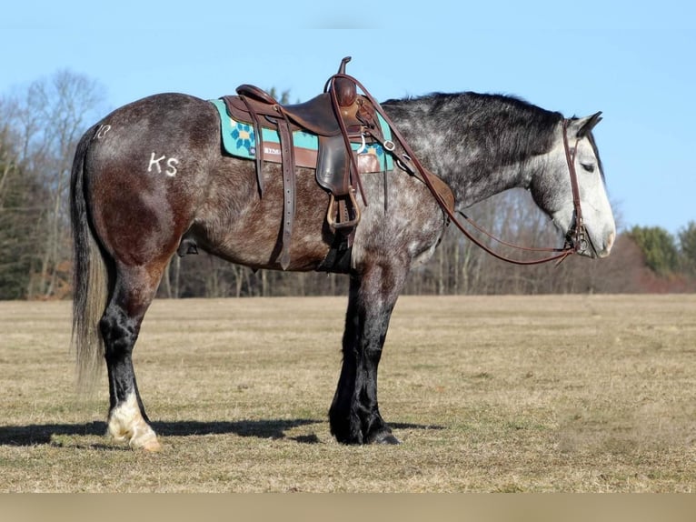 Draft Horse Blandning Valack 6 år Grå in Clarion, PA