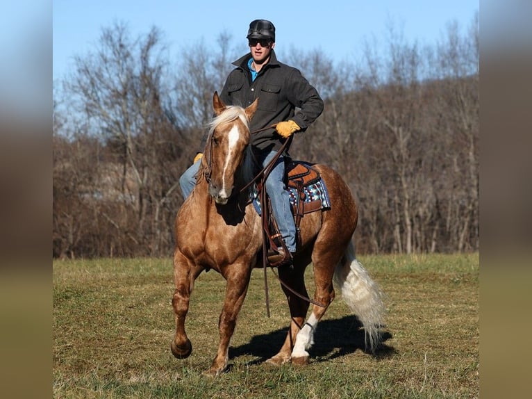 Draft Horse Valack 6 år Palomino in Level Green Ky