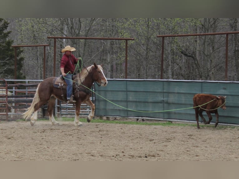 Draft Horse Valack 6 år Rödskimmel in Mount Vernon KY