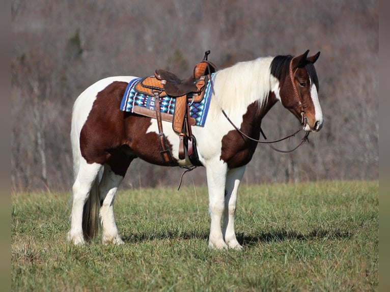 Draft Horse Valack 6 år Tobiano-skäck-alla-färger in Brodhead KY