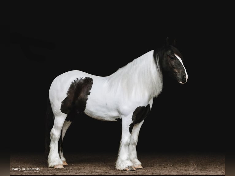 Draft Horse Valack 6 år Tobiano-skäck-alla-färger in Everett PA