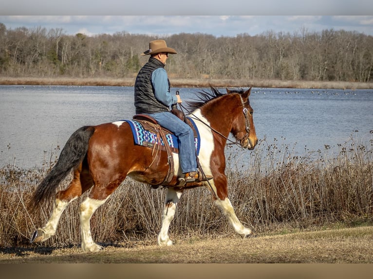 Draft Horse Valack 6 år Tobiano-skäck-alla-färger in Moutain Grove MO