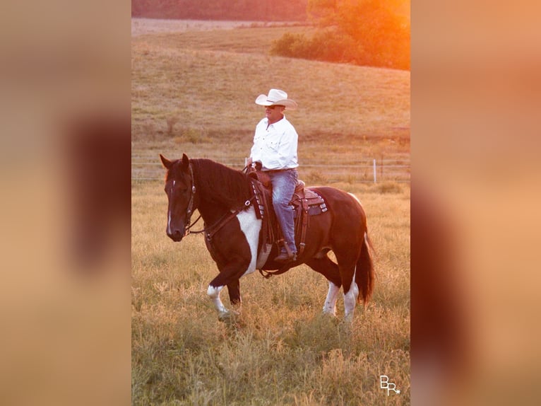 Draft Horse Valack 6 år Tobiano-skäck-alla-färger in Mountain Grove MO