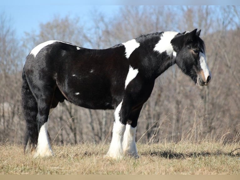 Draft Horse Valack 7 år 147 cm Tobiano-skäck-alla-färger in Mount vernon KY