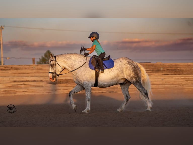 Draft Horse Blandning Valack 7 år 150 cm Grå in Canyon, TX