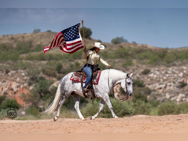 Draft Horse Blandning Valack 7 år 150 cm Grå in Canyon, TX