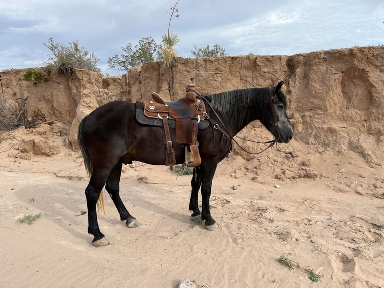 Draft Horse Valack 7 år 150 cm Grå in El Pazo TX