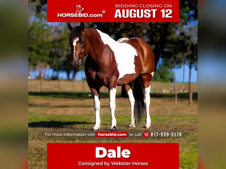 Draft Horse Blandning Valack 7 år 157 cm Tobiano-skäck-alla-färger in Lipan, TX